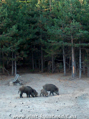 Ловен туризъм в Осогово 